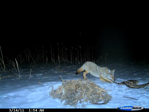 Coyote with carp 
